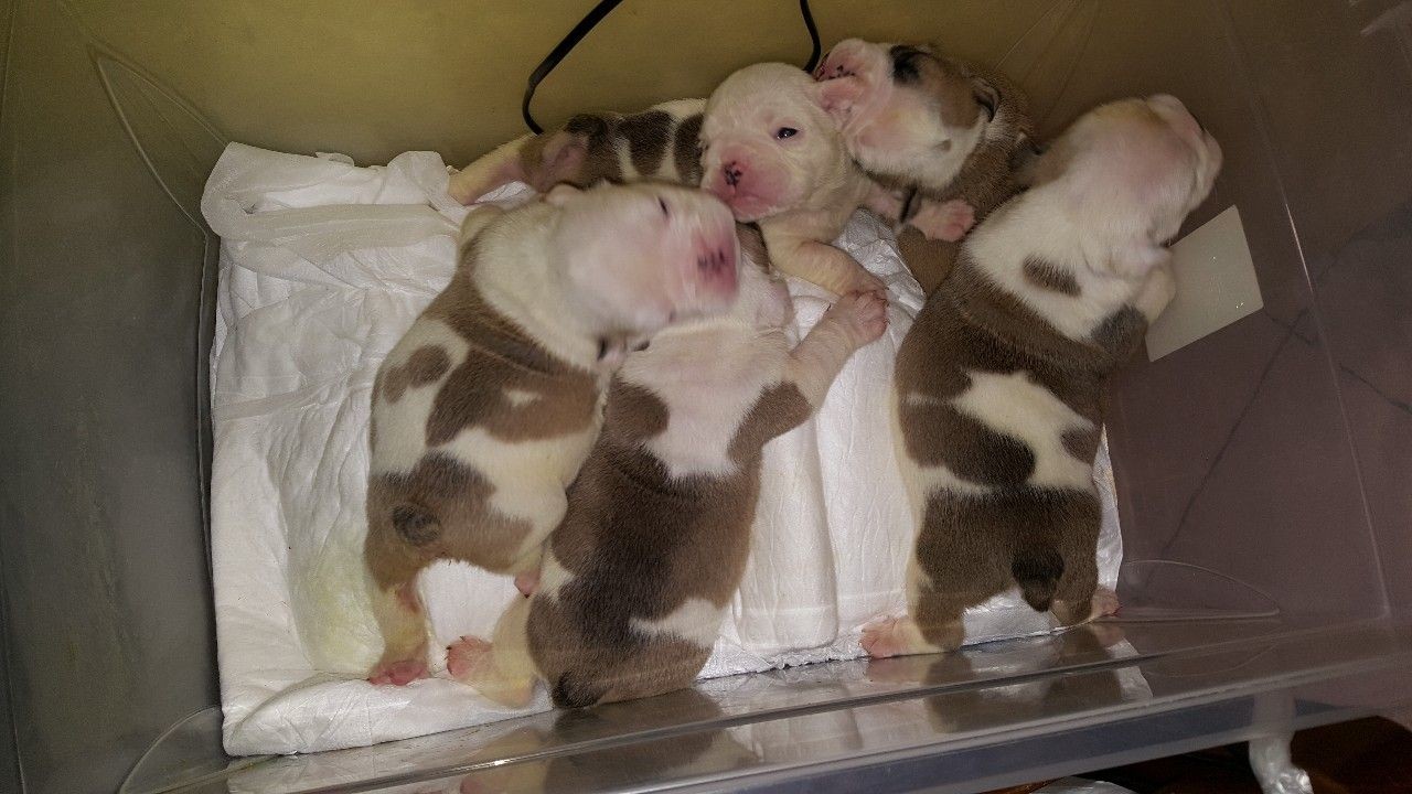 Cuccioli Di Bulldog Inglese I Dogue Dellolona Di Di Somma Ida