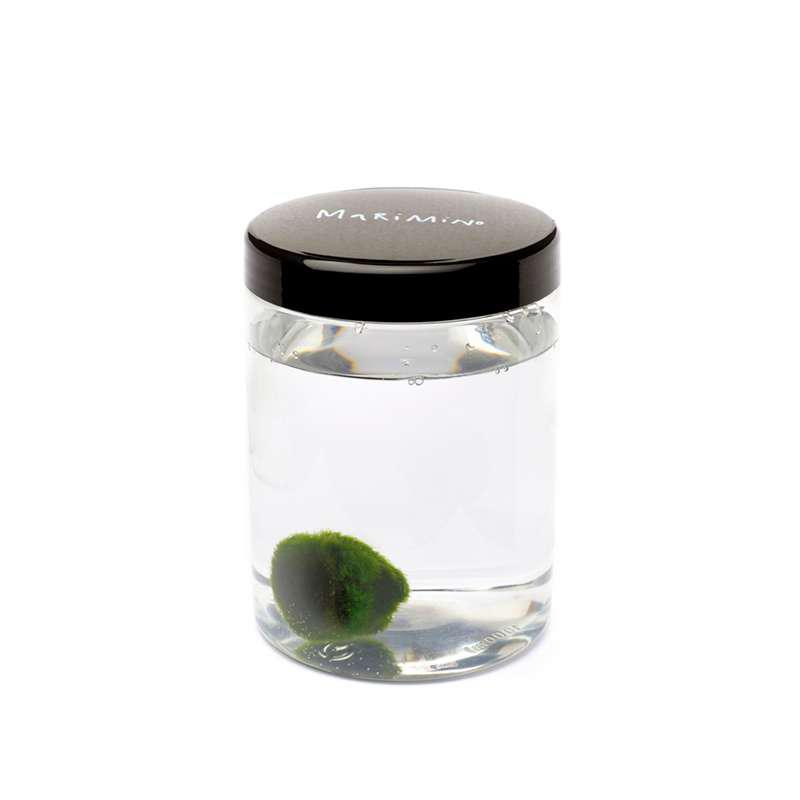 Magnolia Shop Boltiere  MARIMO design big - myPushop