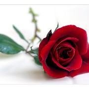 FIORERIA LA ROSA ROSSA logo