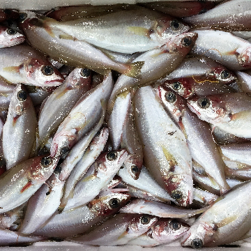 La Bottega del Pesce logo