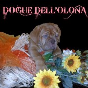 I Dogue dell'olona di Di Somma Ida logo